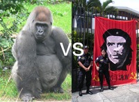 Gorilla vs Guerilla