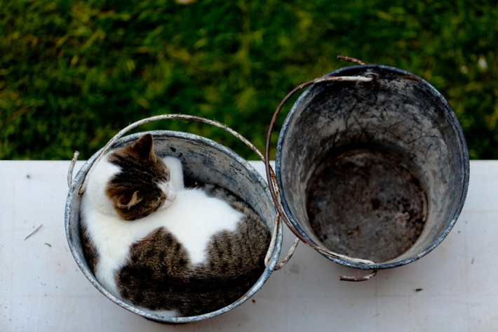 cat in a bucket
